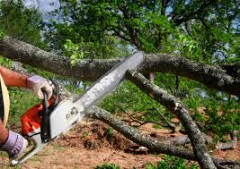 Best Emergency Tree Removal  in Felton, DE