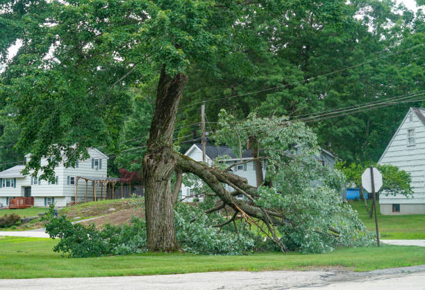 Best Tree Removal  in Felton, DE